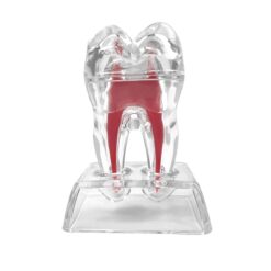 Study Teeth Model Dental Anatomical Structure Detachable