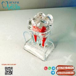 Study Teeth Model Dental Anatomical Structure Detachable