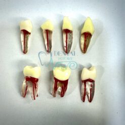 Endodontic File Root Canal RCT Practice Teeth Shape