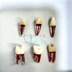 RCT Training Teeth