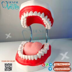 Dental Learning Model