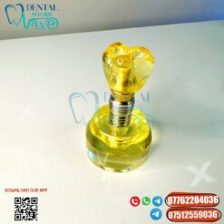Transparent Dental Implant Model