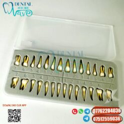 Permanent Tooth Model With Root Natural Look