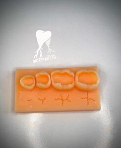 Lower Molar Training Model